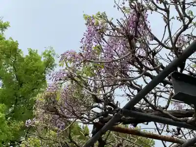 照明寺　(反町薬師尊)(群馬県)