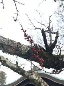 くろ谷 金戒光明寺の自然(2021年02月12日(金) 11時14分42秒投稿)