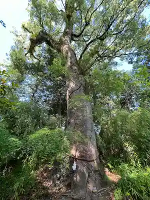 土佐神社(高知県)