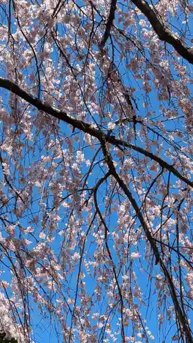 本満寺（本願満足寺）(京都府)