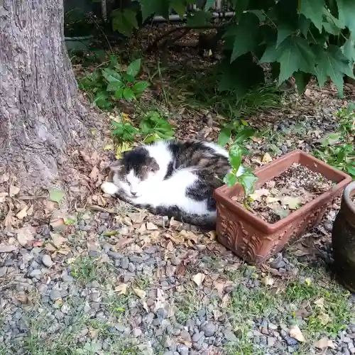蔵前神社の動物