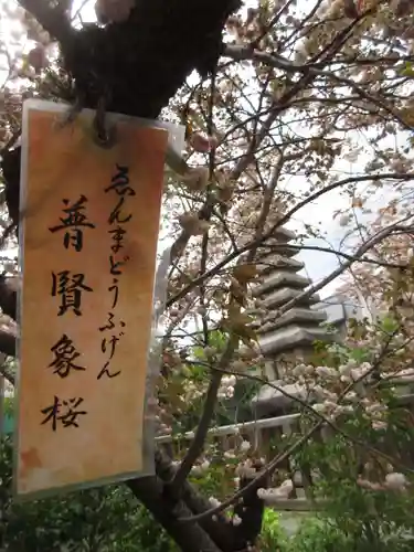 引接寺（千本ゑんま堂）の自然