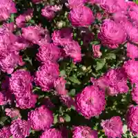 豊景神社の自然