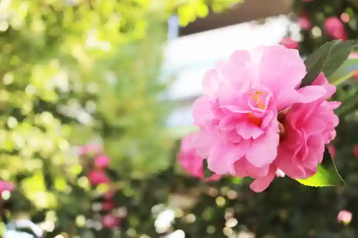 くまくま神社(導きの社 熊野町熊野神社)の自然