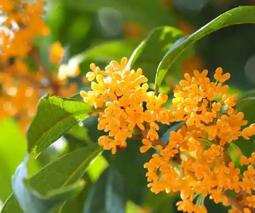 今市報徳二宮神社(栃木県)