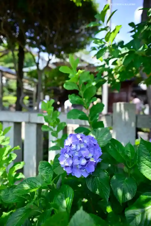 白山神社(東京都)