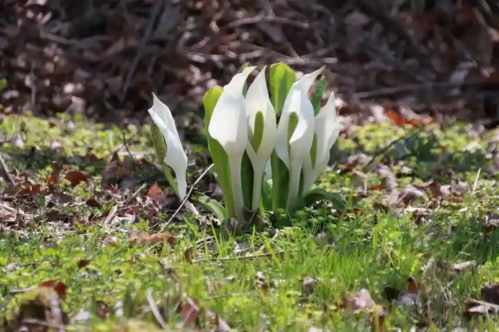 鹿島大神宮の自然