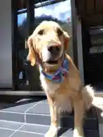 御誕生寺(猫寺)の動物