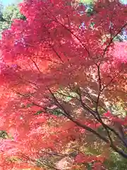 恩智神社の自然