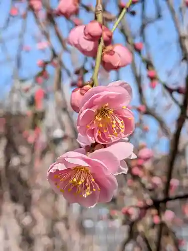 成願寺(東京都)