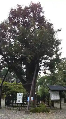 天宮神社の自然