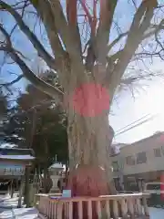 住吉神社の自然