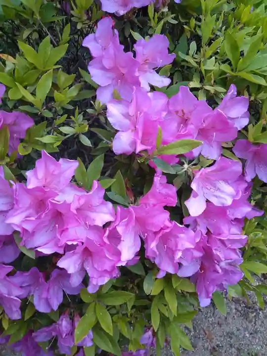 木華佐久耶比咩神社の自然