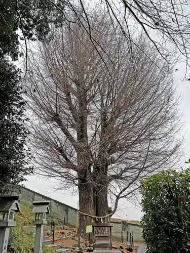 堤治神社の自然