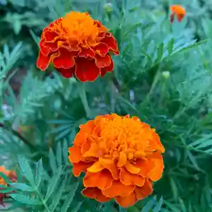 豊景神社の自然(2020年09月03日(木) 05時38分47秒投稿)