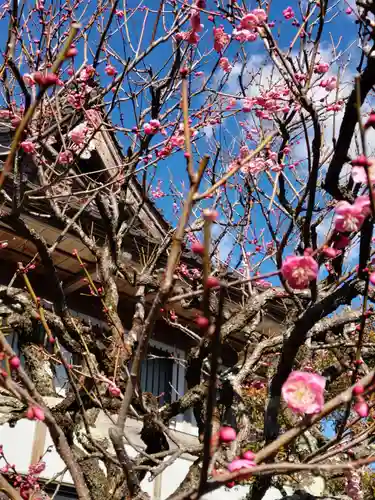 金剛寺の庭園