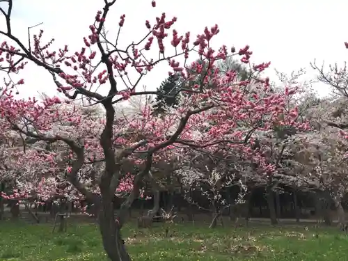 開拓神社の自然