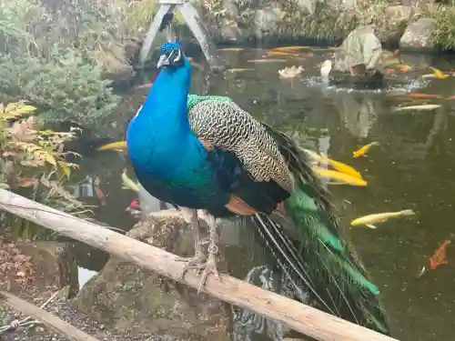 楽法寺（雨引観音）の{uncategorized: "未分類", other: "その他", undefined: "問題あり", building: "その他建物", grave: "お墓", sacred_gate: "鳥居", guardian: "狛犬", statue: "像", buddha: "仏像", history: "歴史", nature: "自然", garden: "庭園", animal: "動物", pagoda: "塔", temizu: "手水舎", mountain_gate: "山門・神門", sanctuary: "本殿・本堂", subordinate: "末社・摂社", art: "芸術", scenery: "景色", jizo: "地蔵", ema: "絵馬", goshuin: "御朱印", omikuji: "おみくじ", items: "授与品その他", amulet: "お守り", goshuincho: "御朱印帳", eats: "食事", festival: "お祭り", votive_dance: "神楽", shichigosan: "七五三参", wedding: "結婚式", experience: "体験その他", initially: "初詣", around: "周辺", anti_infection: "感染症対策"}