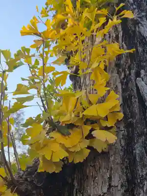 沙沙貴神社(滋賀県)