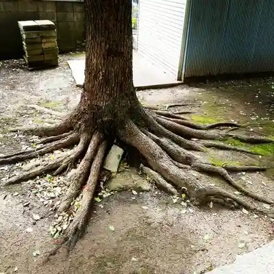 白髭神社の自然