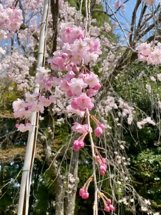 法金剛院の自然