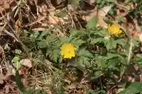 三渡神社の自然