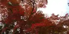 鍬山神社の自然