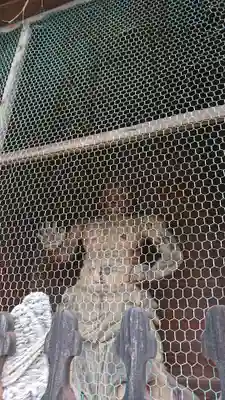 神宮寺の像