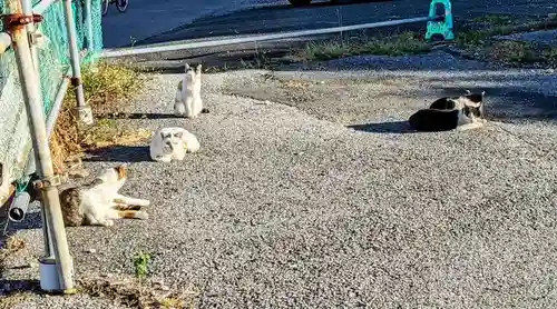 櫻木神社の動物