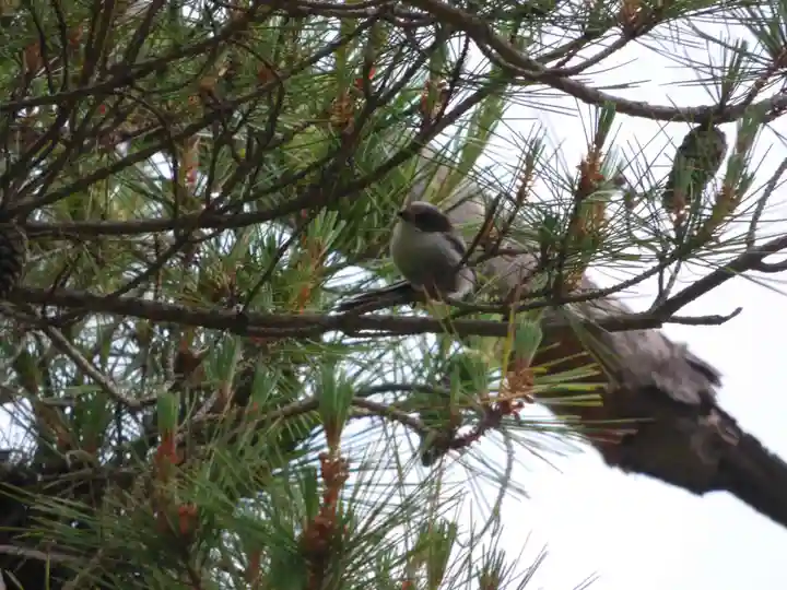 留辺蘂神社の動物