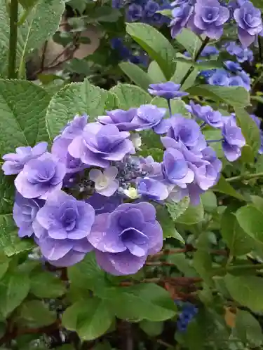 報徳二宮神社の自然