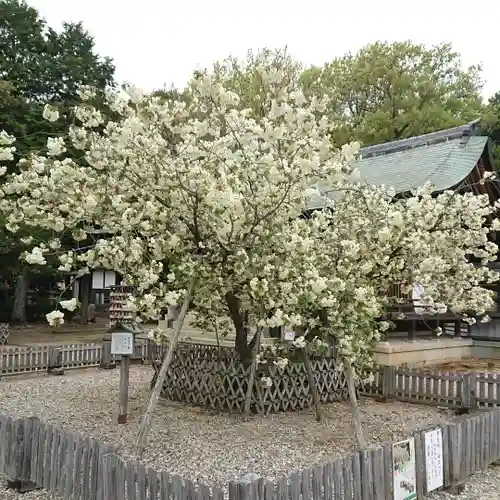 上地八幡宮の自然