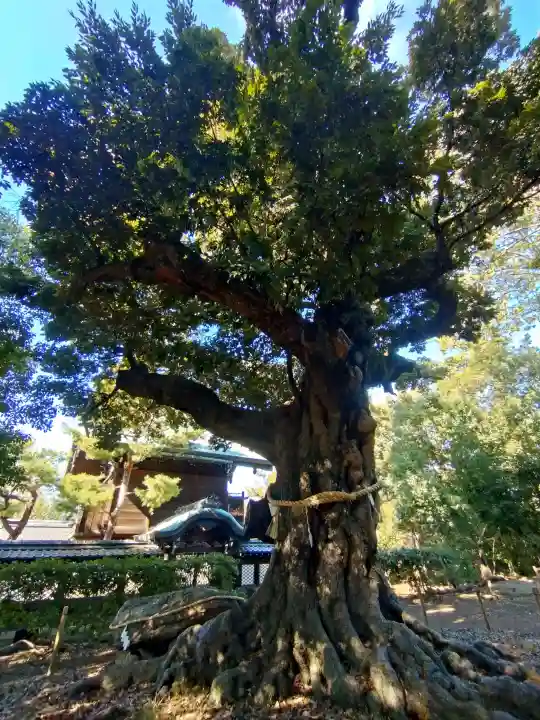 新日吉神宮の{uncategorized: "未分類", other: "その他", undefined: "問題あり", building: "その他建物", grave: "お墓", sacred_gate: "鳥居", guardian: "狛犬", statue: "像", buddha: "仏像", history: "歴史", nature: "自然", garden: "庭園", animal: "動物", pagoda: "塔", temizu: "手水舎", mountain_gate: "山門・神門", sanctuary: "本殿・本堂", subordinate: "末社・摂社", art: "芸術", scenery: "景色", jizo: "地蔵", ema: "絵馬", goshuin: "御朱印", omikuji: "おみくじ", items: "授与品その他", amulet: "お守り", goshuincho: "御朱印帳", eats: "食事", festival: "お祭り", votive_dance: "神楽", shichigosan: "七五三参", wedding: "結婚式", experience: "体験その他", initially: "初詣", around: "周辺", anti_infection: "感染症対策"}