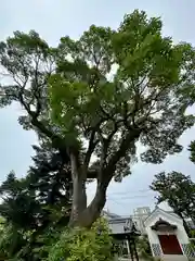 菅原天満宮（菅原神社）の庭園