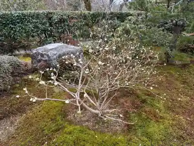 宝泉院の{uncategorized: "未分類", other: "その他", undefined: "問題あり", building: "その他建物", grave: "お墓", sacred_gate: "鳥居", guardian: "狛犬", statue: "像", buddha: "仏像", history: "歴史", nature: "自然", garden: "庭園", animal: "動物", pagoda: "塔", temizu: "手水舎", mountain_gate: "山門・神門", sanctuary: "本殿・本堂", subordinate: "末社・摂社", art: "芸術", scenery: "景色", jizo: "地蔵", ema: "絵馬", goshuin: "御朱印", omikuji: "おみくじ", items: "授与品その他", amulet: "お守り", goshuincho: "御朱印帳", eats: "食事", festival: "お祭り", votive_dance: "神楽", shichigosan: "七五三参", wedding: "結婚式", experience: "体験その他", initially: "初詣", around: "周辺", anti_infection: "感染症対策"}