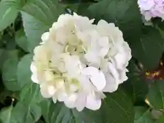 徳島眉山天神社の自然