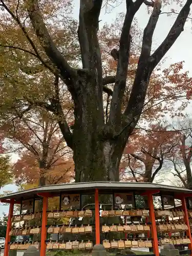 上野総社神社の絵馬