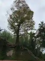 熱田神社の自然