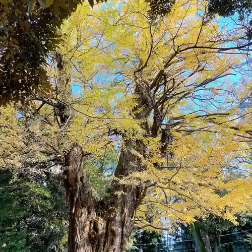 赤坂氷川神社(東京都)