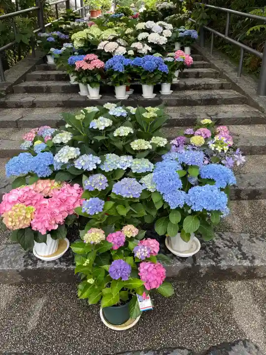 岡寺(龍蓋寺)の{uncategorized: "未分類", other: "その他", undefined: "問題あり", building: "その他建物", grave: "お墓", sacred_gate: "鳥居", guardian: "狛犬", statue: "像", buddha: "仏像", history: "歴史", nature: "自然", garden: "庭園", animal: "動物", pagoda: "塔", temizu: "手水舎", mountain_gate: "山門・神門", sanctuary: "本殿・本堂", subordinate: "末社・摂社", art: "芸術", scenery: "景色", jizo: "地蔵", ema: "絵馬", goshuin: "御朱印", omikuji: "おみくじ", items: "授与品その他", amulet: "お守り", goshuincho: "御朱印帳", eats: "食事", festival: "お祭り", votive_dance: "神楽", shichigosan: "七五三参", wedding: "結婚式", experience: "体験その他", initially: "初詣", around: "周辺", anti_infection: "感染症対策"}