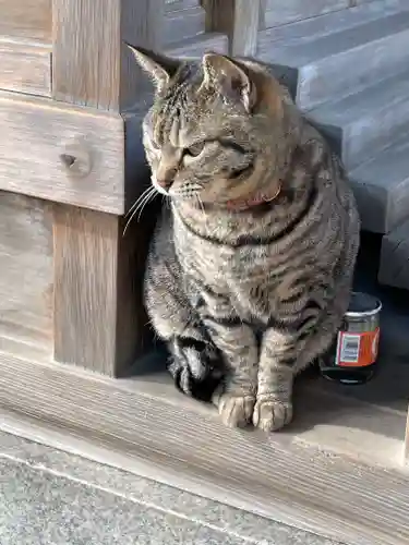 大聖観音寺（あびこ観音）の動物