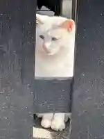 今戸神社の動物