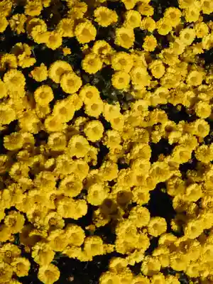寒川神社(神奈川県)