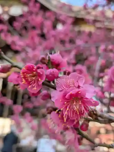 諏訪神社(東京都)