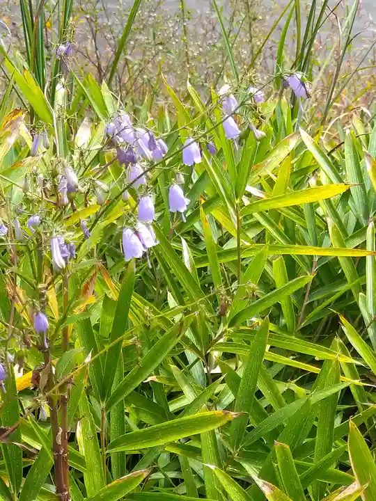 木華佐久耶比咩神社の自然