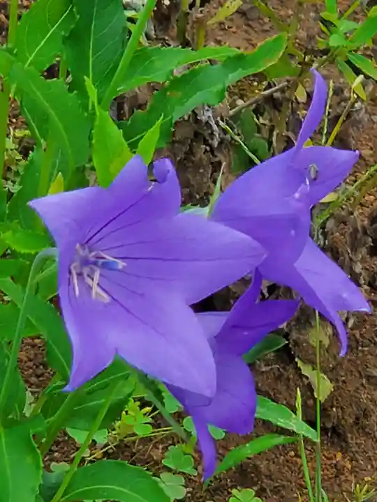 多宝寺(埼玉県)
