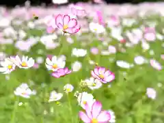 白鳥神社(長野県)