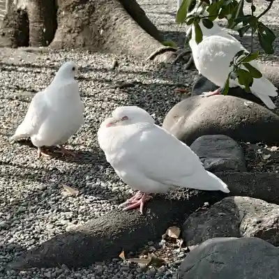 旗上弁財天社の{uncategorized: "未分類", other: "その他", undefined: "問題あり", building: "その他建物", grave: "お墓", sacred_gate: "鳥居", guardian: "狛犬", statue: "像", buddha: "仏像", history: "歴史", nature: "自然", garden: "庭園", animal: "動物", pagoda: "塔", temizu: "手水舎", mountain_gate: "山門・神門", sanctuary: "本殿・本堂", subordinate: "末社・摂社", art: "芸術", scenery: "景色", jizo: "地蔵", ema: "絵馬", goshuin: "御朱印", omikuji: "おみくじ", items: "授与品その他", amulet: "お守り", goshuincho: "御朱印帳", eats: "食事", festival: "お祭り", votive_dance: "神楽", shichigosan: "七五三参", wedding: "結婚式", experience: "体験その他", initially: "初詣", around: "周辺", anti_infection: "感染症対策"}