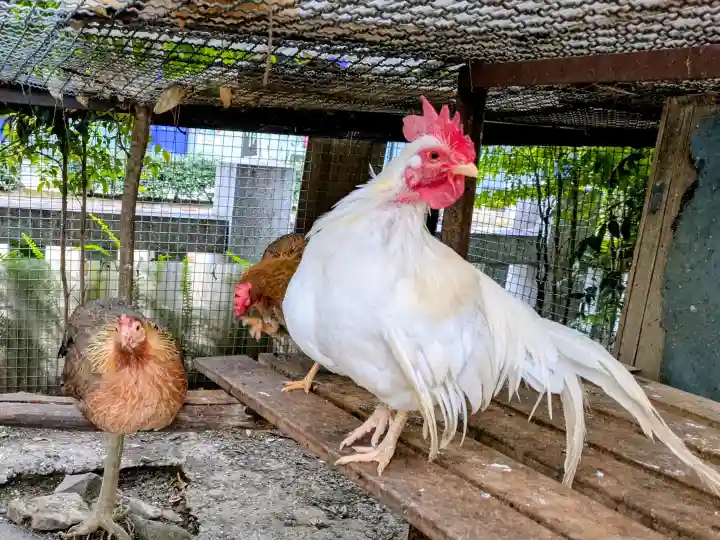 高知大神宮の{uncategorized: "未分類", other: "その他", undefined: "問題あり", building: "その他建物", grave: "お墓", sacred_gate: "鳥居", guardian: "狛犬", statue: "像", buddha: "仏像", history: "歴史", nature: "自然", garden: "庭園", animal: "動物", pagoda: "塔", temizu: "手水舎", mountain_gate: "山門・神門", sanctuary: "本殿・本堂", subordinate: "末社・摂社", art: "芸術", scenery: "景色", jizo: "地蔵", ema: "絵馬", goshuin: "御朱印", omikuji: "おみくじ", items: "授与品その他", amulet: "お守り", goshuincho: "御朱印帳", eats: "食事", festival: "お祭り", votive_dance: "神楽", shichigosan: "七五三参", wedding: "結婚式", experience: "体験その他", initially: "初詣", around: "周辺", anti_infection: "感染症対策"}