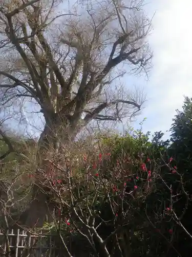 荏柄天神社の自然